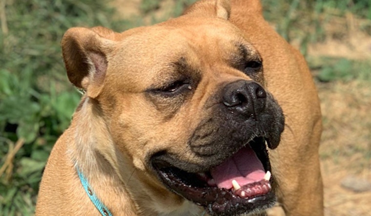 Looking to adopt a pet? Here are 6 lovable pups to adopt now in Lexington