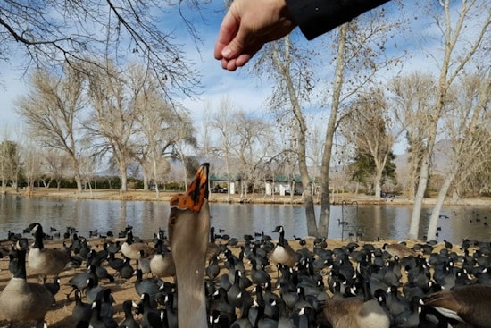 Las Vegas's top 4 parks, ranked