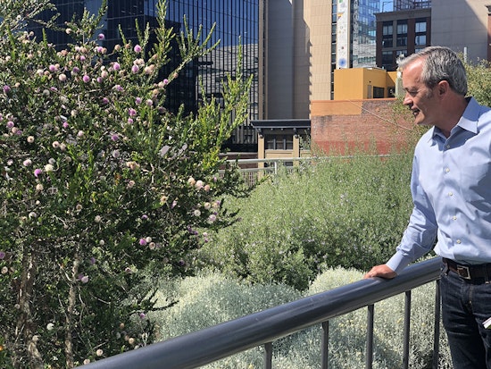 Walking Salesforce Park: An SF tree expert's guide to the landscape