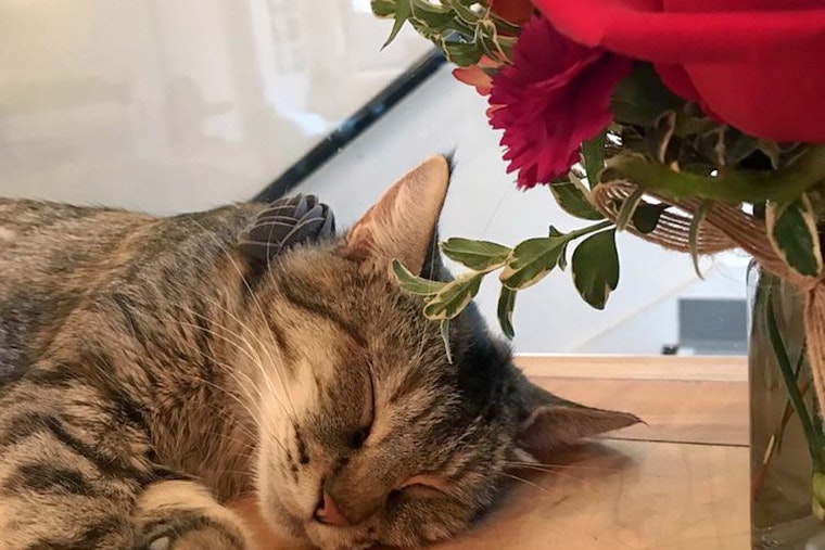 Capitol Hill Gets A New Cat Cafe: 'Neko'