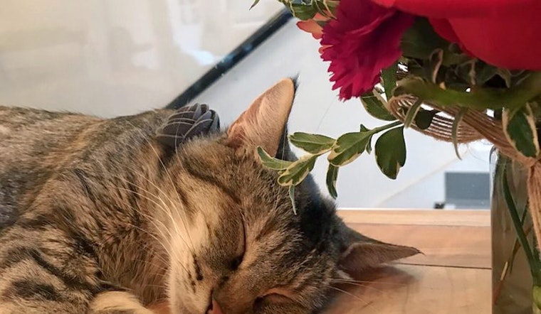 Capitol Hill Gets A New Cat Cafe: 'Neko'