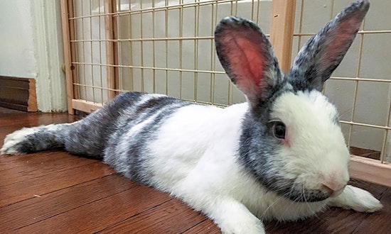 These Pittsburgh-based pets are up for adoption and in need of a good home