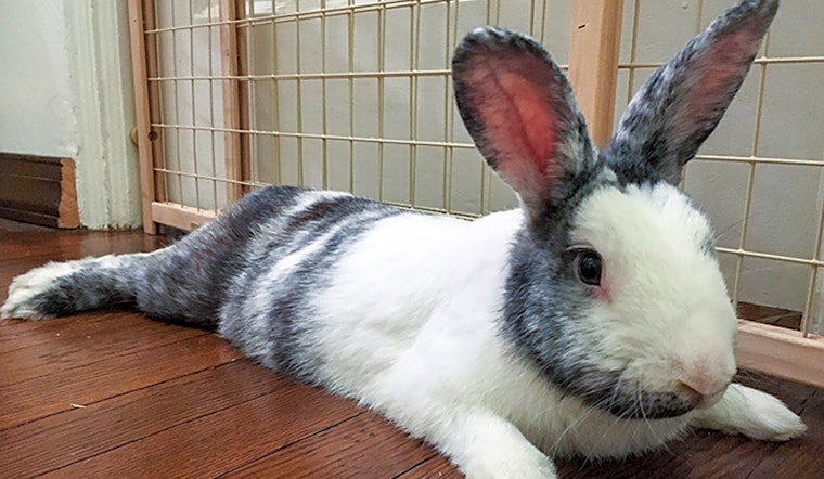 These Pittsburgh-based pets are up for adoption and in need of a good home