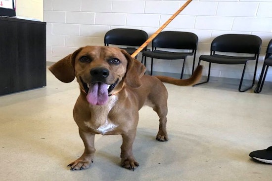 6 lovable pups to adopt now in Chicago