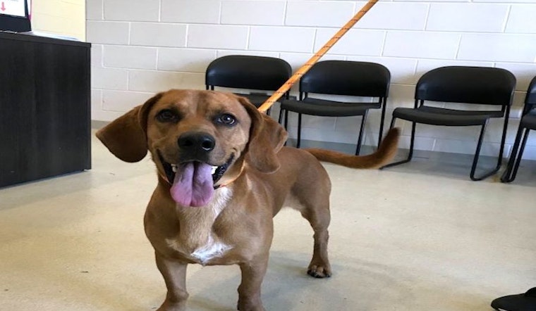 6 lovable pups to adopt now in Chicago