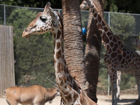 RIP, Tiki: Oakland Zoo Announces Death Of 28-Year-Old Giraffe