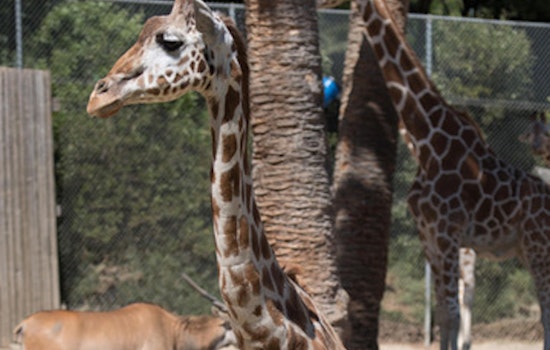 RIP, Tiki: Oakland Zoo Announces Death Of 28-Year-Old Giraffe