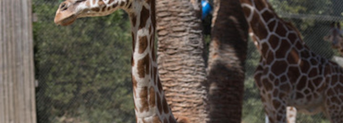 RIP, Tiki: Oakland Zoo Announces Death Of 28-Year-Old Giraffe