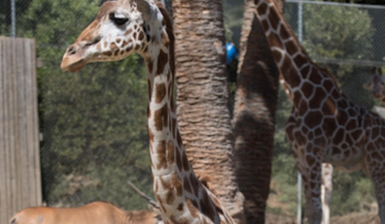 RIP, Tiki: Oakland Zoo Announces Death Of 28-Year-Old Giraffe