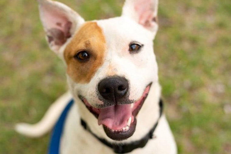 These Phoenix-based puppies are up for adoption and in need of a good home