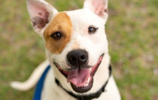 These Phoenix-based puppies are up for adoption and in need of a good home