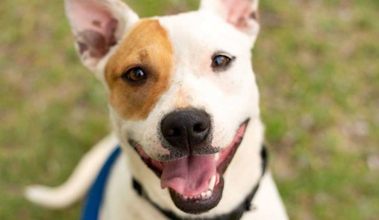 These Phoenix-based puppies are up for adoption and in need of a good home