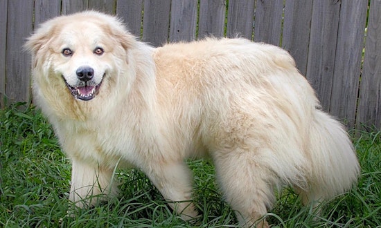 5 lovable pups to adopt now in Nashville