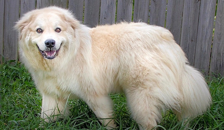 5 lovable pups to adopt now in Nashville