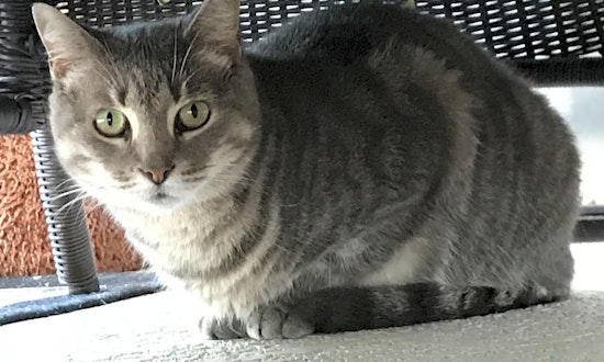 Want to adopt a pet? Here are 3 lovable kitties to adopt now in Orlando