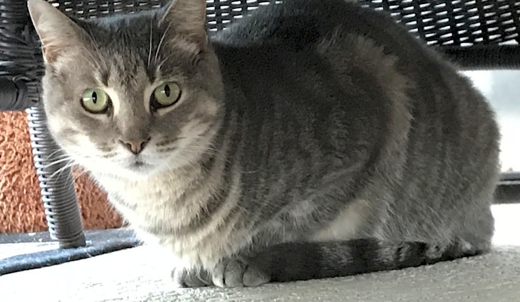 Want to adopt a pet? Here are 3 lovable kitties to adopt now in Orlando