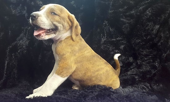 These Jacksonville-based puppies are up for adoption and in need of a good home