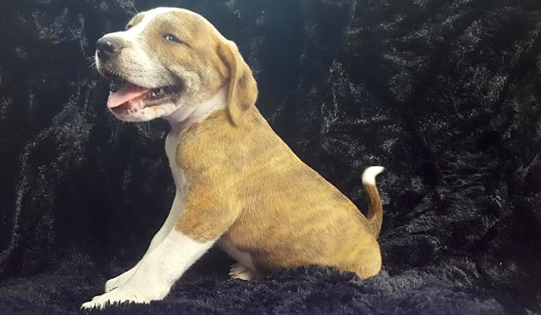 These Jacksonville-based puppies are up for adoption and in need of a good home