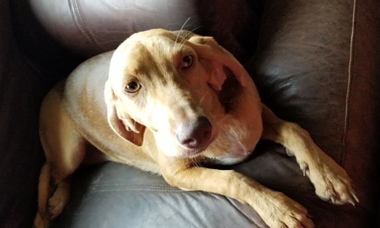 Looking to adopt a pet? Here are 3 cuddly canines to adopt now in Tampa