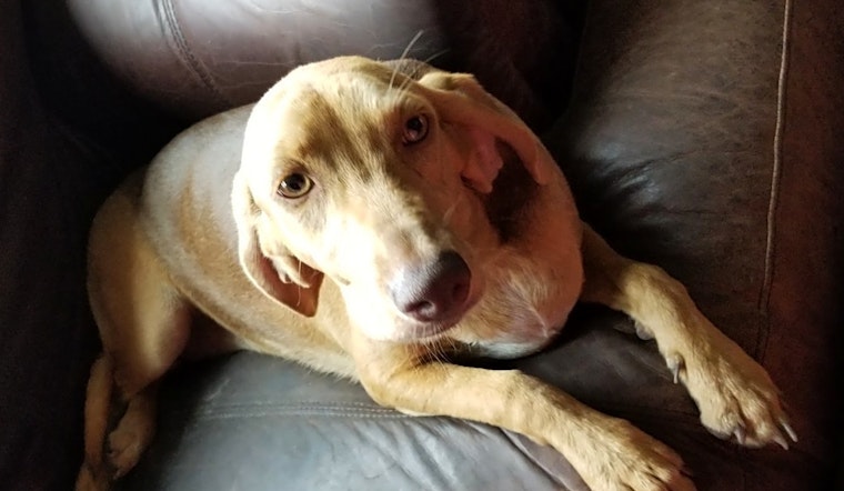 Looking to adopt a pet? Here are 3 cuddly canines to adopt now in Tampa