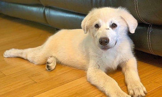 3 adorable pups to adopt now in Saint Petersburg