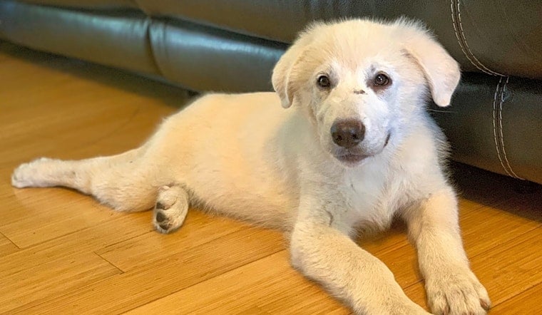 3 adorable pups to adopt now in Saint Petersburg