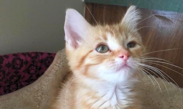 4 cute-as-can-be kittens to adopt now in Indianapolis