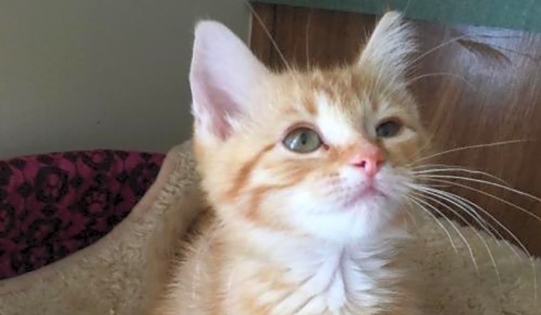 4 cute-as-can-be kittens to adopt now in Indianapolis