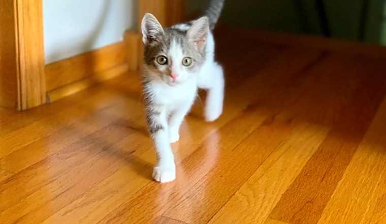 These Minneapolis-based kittens are up for adoption and in need of a good home