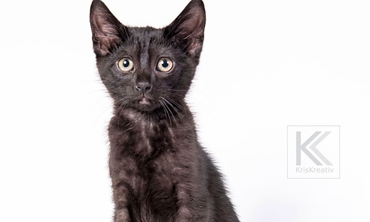 These Saint Paul-based kittens are up for adoption and in need of a good home