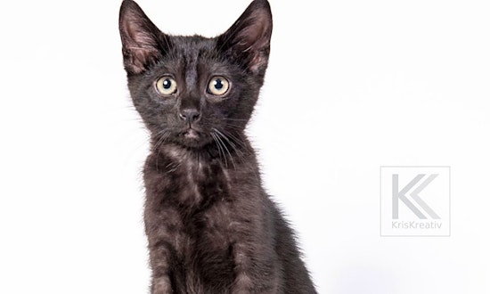 These Saint Paul-based kittens are up for adoption and in need of a good home