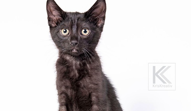 These Saint Paul-based kittens are up for adoption and in need of a good home