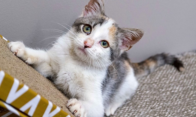 7 cuddly kittens to adopt now in Chicago