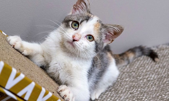 7 cuddly kittens to adopt now in Chicago