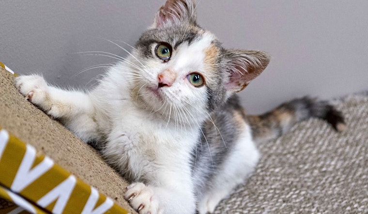 7 cuddly kittens to adopt now in Chicago