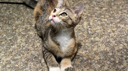 These Memphis-based kittens are up for adoption and in need of a good home