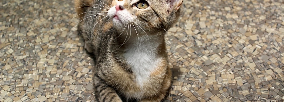 These Memphis-based kittens are up for adoption and in need of a good home