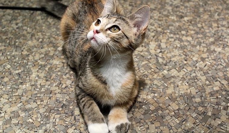 These Memphis-based kittens are up for adoption and in need of a good home