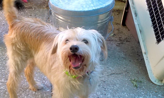 Looking to adopt a pet? Here are 7 lovable pups to adopt now in Kansas City