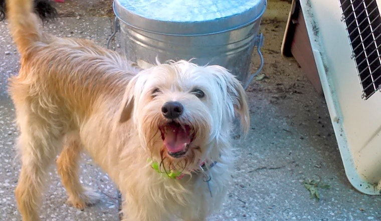 Looking to adopt a pet? Here are 7 lovable pups to adopt now in Kansas City