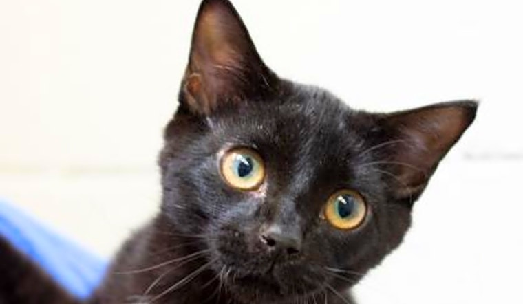 7 cute-as-can-be kittens to adopt now in Wichita