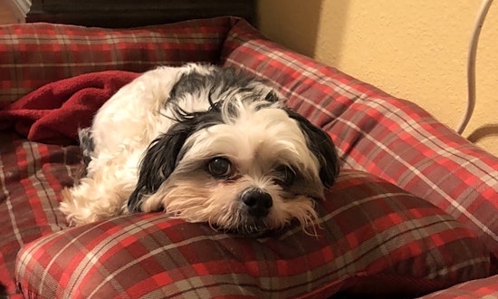 7 snuggly canines to adopt now in Fort Worth