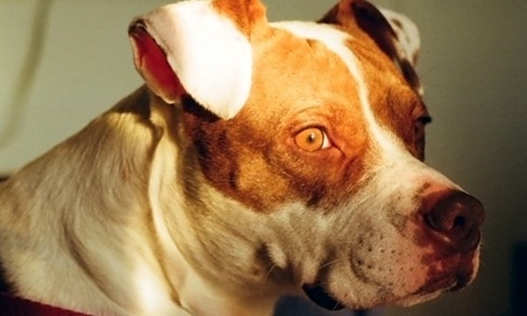 These Miami-based puppies are up for adoption and in need of a good home