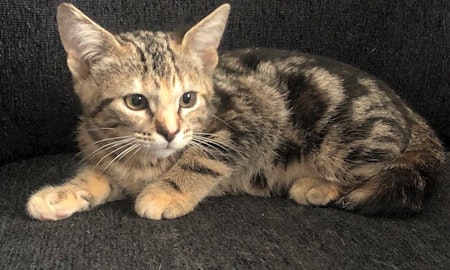Want to adopt a pet? Here are 7 cute-as-can-be kittens to adopt now in Omaha