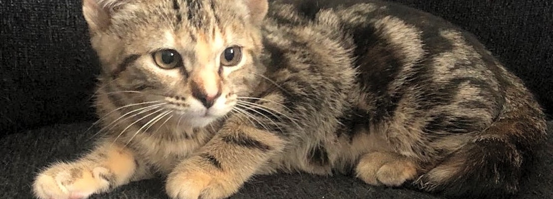 Want to adopt a pet? Here are 7 cute-as-can-be kittens to adopt now in Omaha
