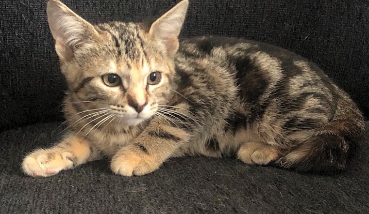 Want to adopt a pet? Here are 7 cute-as-can-be kittens to adopt now in Omaha