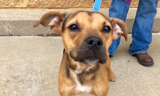 Looking to adopt a pet? Here are 5 cuddly canines to adopt now in Oklahoma City