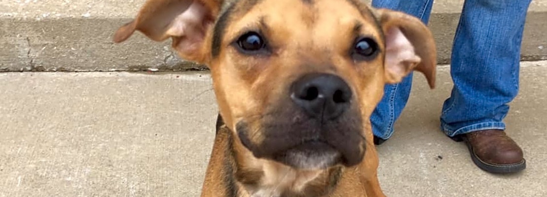 Looking to adopt a pet? Here are 5 cuddly canines to adopt now in Oklahoma City