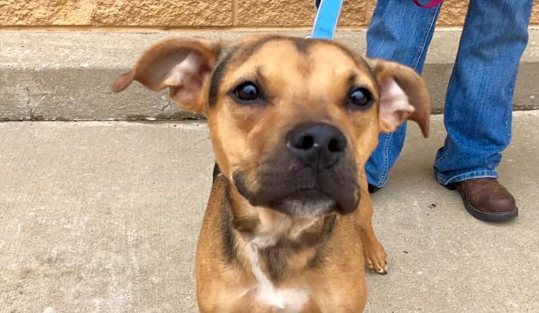 Looking to adopt a pet? Here are 5 cuddly canines to adopt now in Oklahoma City