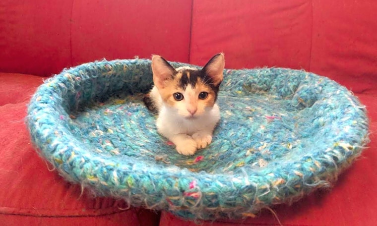 These Tulsa-based kittens are up for adoption and in need of a good home